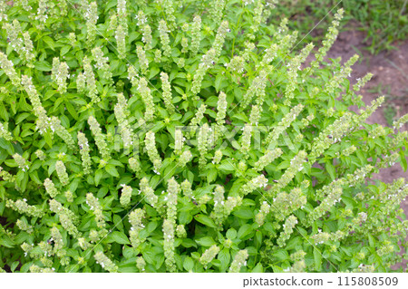 Lemon basil, Hoary basil, Hairy basil Lemon basil, Hoary basil, Hairy basil 115808509