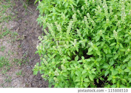 Lemon basil, Hoary basil, Hairy basil Lemon basil, Hoary basil, Hairy basil 115808510
