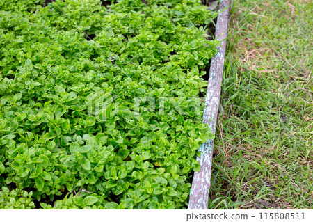 Brazilian Spinach plant in vegetable patch Brazilian Spinach plant in vegetable patch 115808511