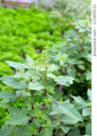 Green amaranth plant in the garden Green amaranth plant in the garden 115808512