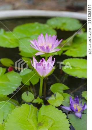Beautiful waterlily or lotus flower with green leaves 115808533