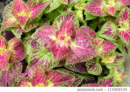 Painted nettle plant in the garden 115808539