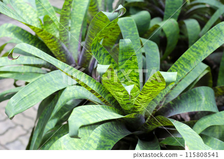Bromeliad in the garden. Colorful plant leaves Bromeliad in the garden. Colorful plant leaves 115808541