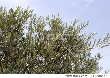 Olive tree with blue sky 115808542