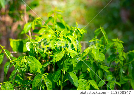 Green leaves of sauropus androgynus 115808547