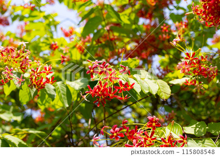 Rangoon creeper or Burma creeper,  Combretum indicum 115808548