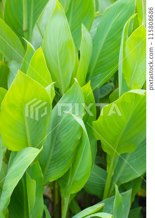 Canna plant in the garden Canna plant in the garden 115808686