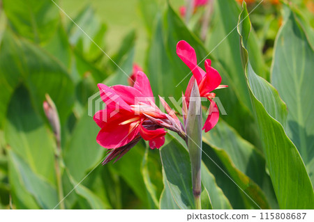Red canna flower in the garden Red canna flower in the garden 115808687