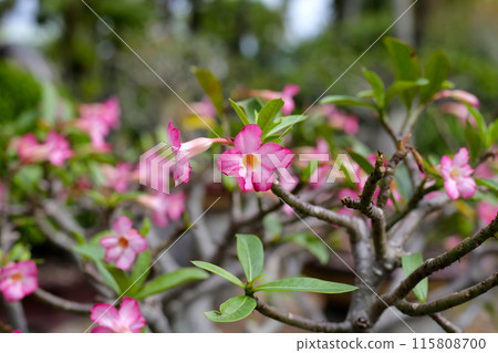Adenium obesum tree with pink flowers. Green leaves 115808700