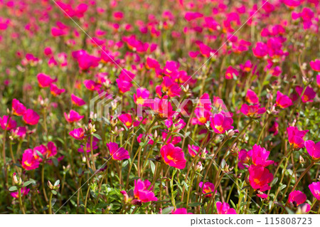 Portulaca pink flower (Moss rose plants) Portulaca pink flower (Moss rose plants) 115808723