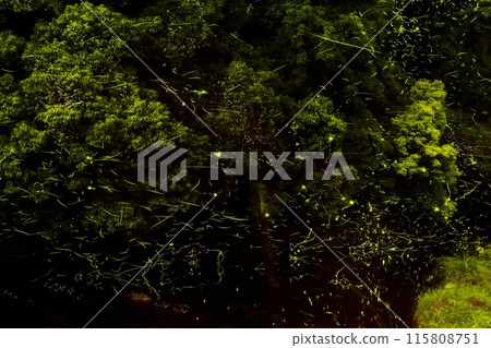 螢火蟲① 螢火蟲① 115808751