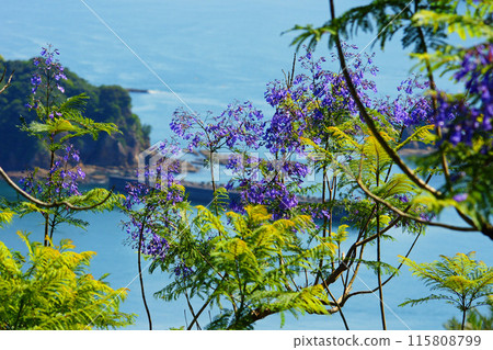 世界上最大的三棵開花的樹 115808799