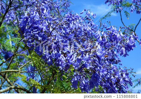 The world's three largest flowering trees The world's three largest flowering trees 115808801