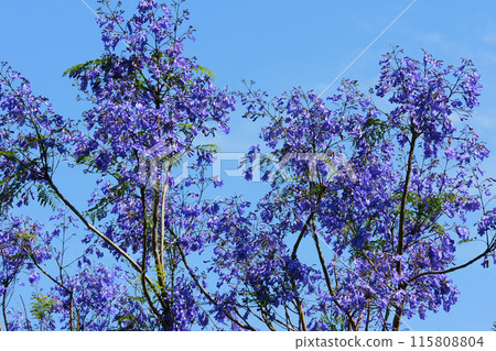 The world's three largest flowering trees The world's three largest flowering trees 115808804