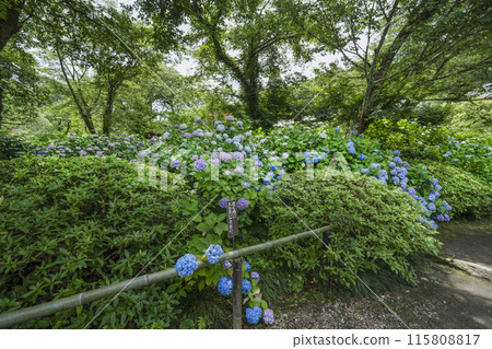 Hydrangeas blooming in the grounds of Yatadera Temple (Nara Prefecture) Hydrangeas blooming in the grounds of Yatadera Temple (Nara Prefecture) 115808817