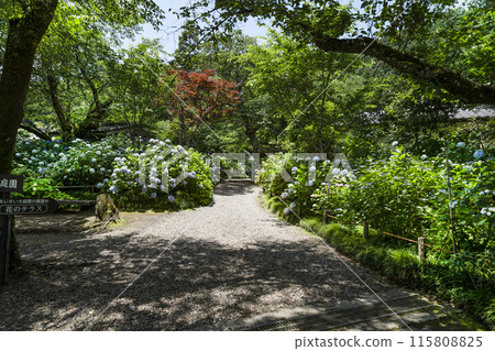 Hydrangea Garden at Yatadera Temple (Nara Prefecture) Hydrangea Garden at Yatadera Temple (Nara Prefecture) 115808825