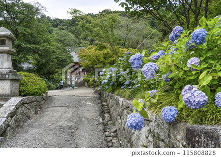 八田寺內盛開的繡球花（奈良縣） 115808828