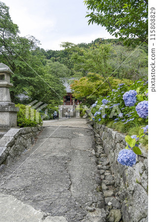 八田寺內盛開的繡球花（奈良縣） 115808829