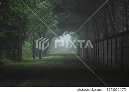 Tunnel in the forest 115809075