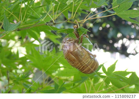 A shell of a cicada emerging from the ground 115809237