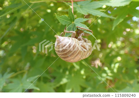 A shell of a cicada emerging from the ground A shell of a cicada emerging from the ground 115809240