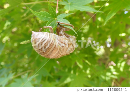 A shell of a cicada emerging from the ground A shell of a cicada emerging from the ground 115809241