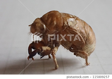 A shell of a cicada emerging from the ground 115809257