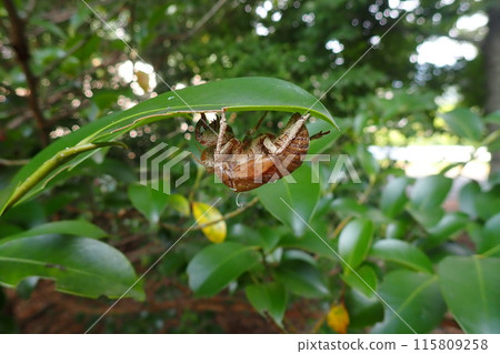 A shell of a cicada emerging from the ground 115809258