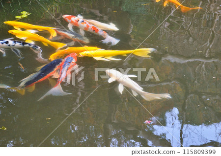 皇居東御苑、二之丸庭園、二之丸池、鯉魚(東京都千代田區) 皇居東御苑、二之丸庭園、二之丸池、鯉魚(東京都千代田區) 115809399