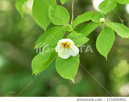 Pure summer camellia flowers Pure summer camellia flowers 115809402