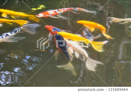 East Gardens of the Imperial Palace, Ninomaru Garden, Ninomaru Pond, Long-finned Nishikigoi (Chiyoda Ward, Tokyo) 115809464