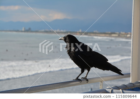 Crow staring at the sea Crow staring at the sea 115809644