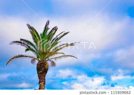 [Background] Palm trees and the sky on a beautiful, refreshing morning at Motome Beach (Chiba Prefecture) 115809662