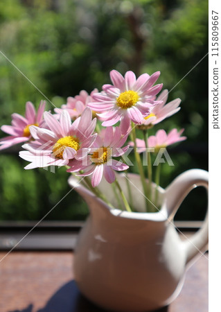 Arranging pink daisies blooming in the garden 115809667