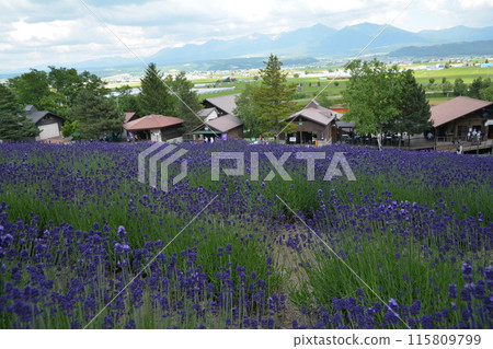 Magnificent views from the lavender fields 115809799
