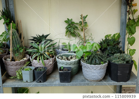 Various small cacti on a plant shelf inside the house 115809939