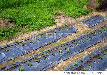 nursery plant sulfur cosmos flowers agriculture field plot on hill nursery plant sulfur cosmos flowers agriculture field plot on hill 115809950