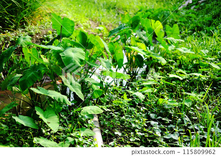 Fresh tripical Elephant ear or Cocoyam leaf plant grows along streams and rice fields in villages and rural area In Thailand 115809962