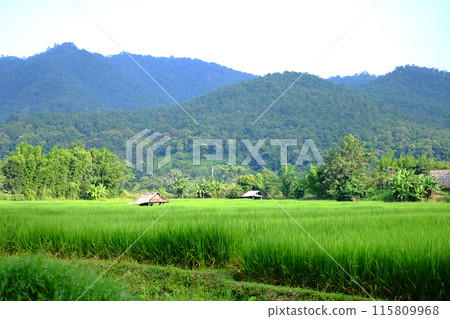 Tropical thatched hut Located on a rice field for relaxing and resting after rice farming in thailand 115809968
