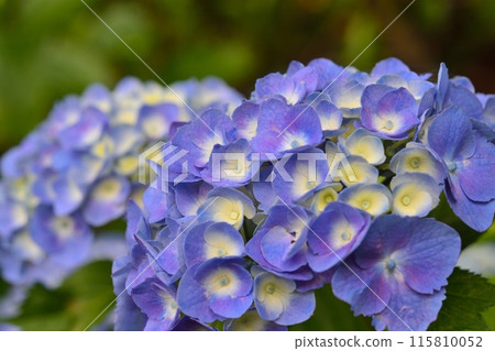Hydrangea Hydrangea 115810052