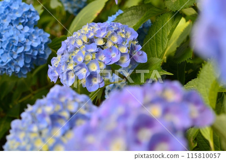 Hydrangea 115810057