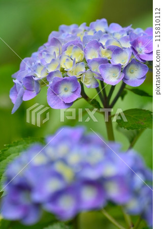 Hydrangea 115810112