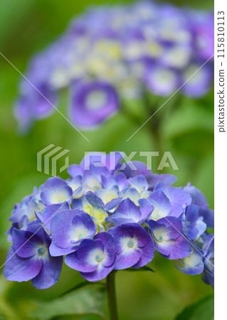 Hydrangea 115810113