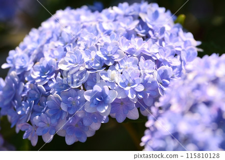 Hydrangea Hydrangea 115810128