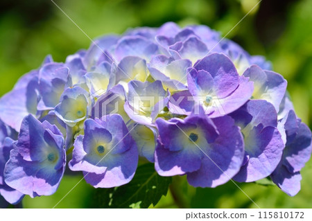 繡球 115810172