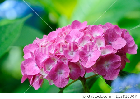 Hydrangea 115810307
