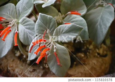 懸崖花女王 懸崖花女王 115810378