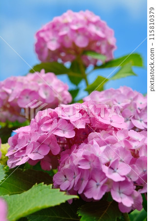 繡球花在雨季清澈盛開 繡球花在雨季清澈盛開 115810379