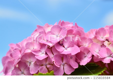 繡球花在雨季清澈盛開 115810384