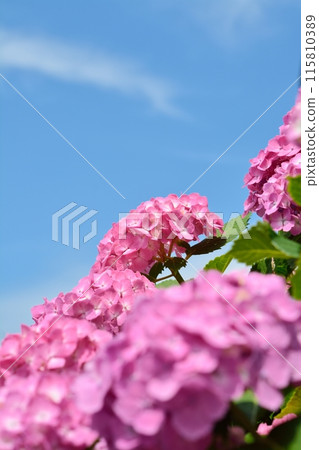 Hydrangeas blooming in the clear in the rainy season 115810389